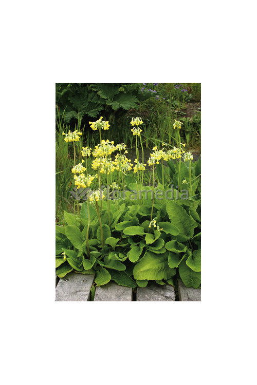 Pierwiosnek kwiecisty | Primula florindae