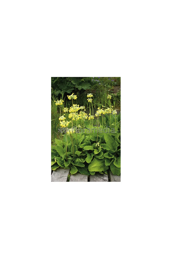 Pierwiosnek kwiecisty | Primula florindae