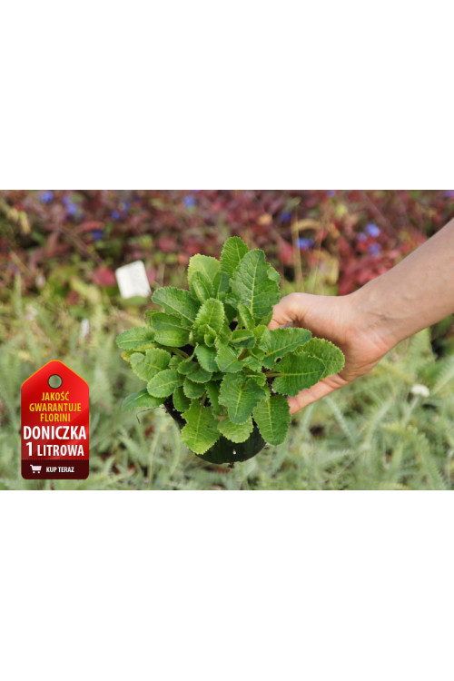 Pierwiosnek kwiecisty | Primula florindae