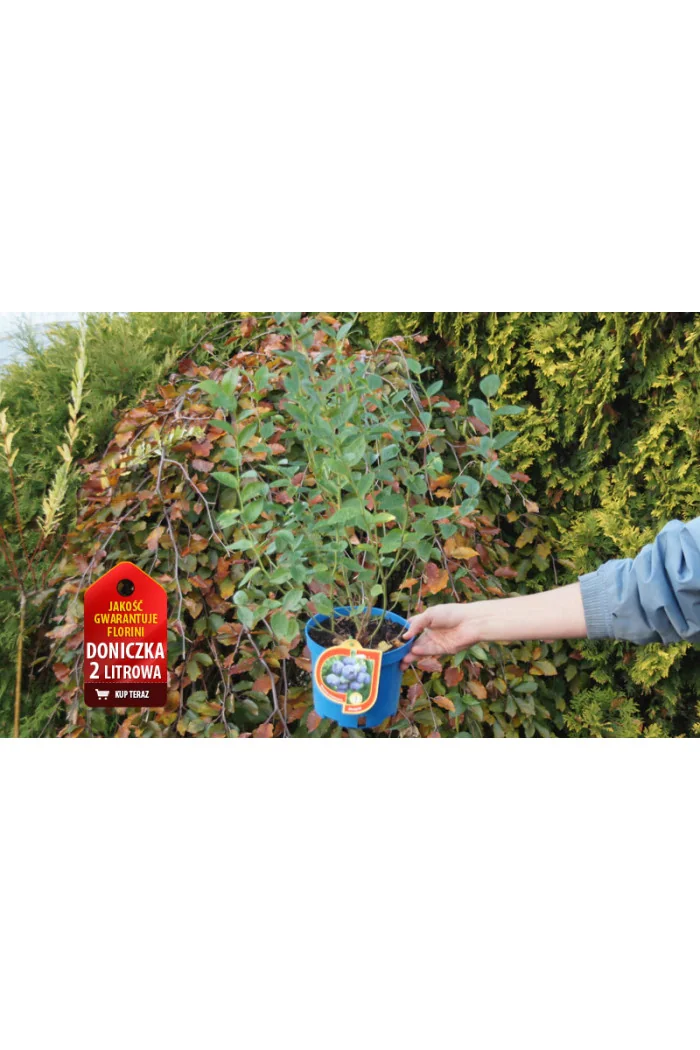 Borówka wysoka (amerykańska) 'Earliblue' | Vaccinium corymbosum