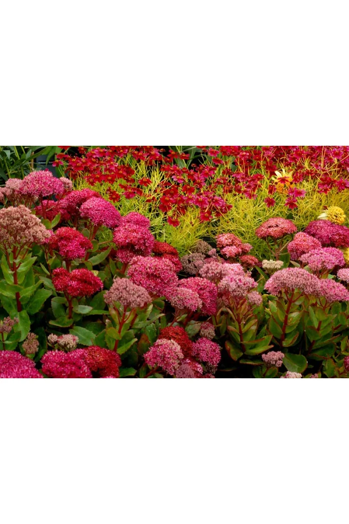 Rozchodnik 'Birthday Party' Sedum spectabile