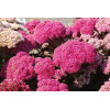 Rozchodnik 'Birthday Party' Sedum spectabile
