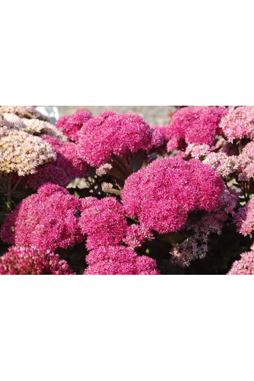 Rozchodnik 'Birthday Party' Sedum spectabile