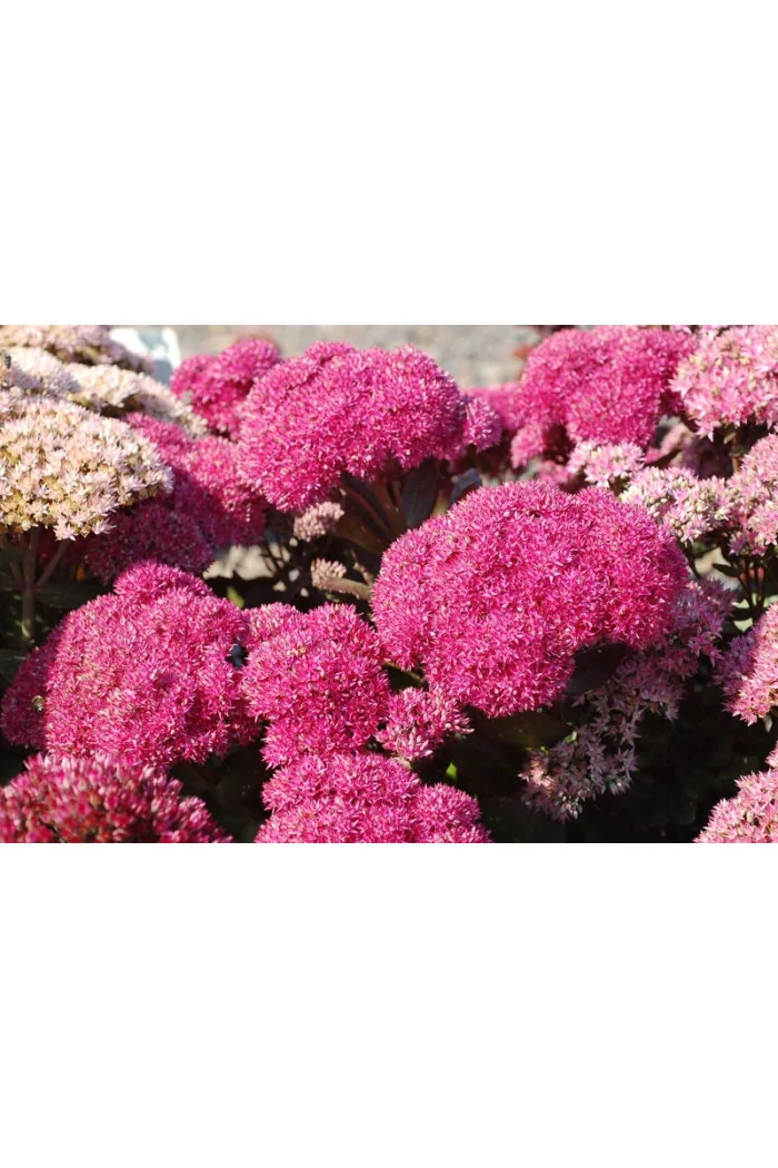 Rozchodnik 'Birthday Party' Sedum spectabile