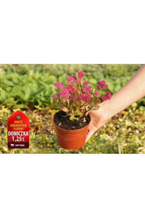 Rozchodnik 'Birthday Party' Sedum spectabile