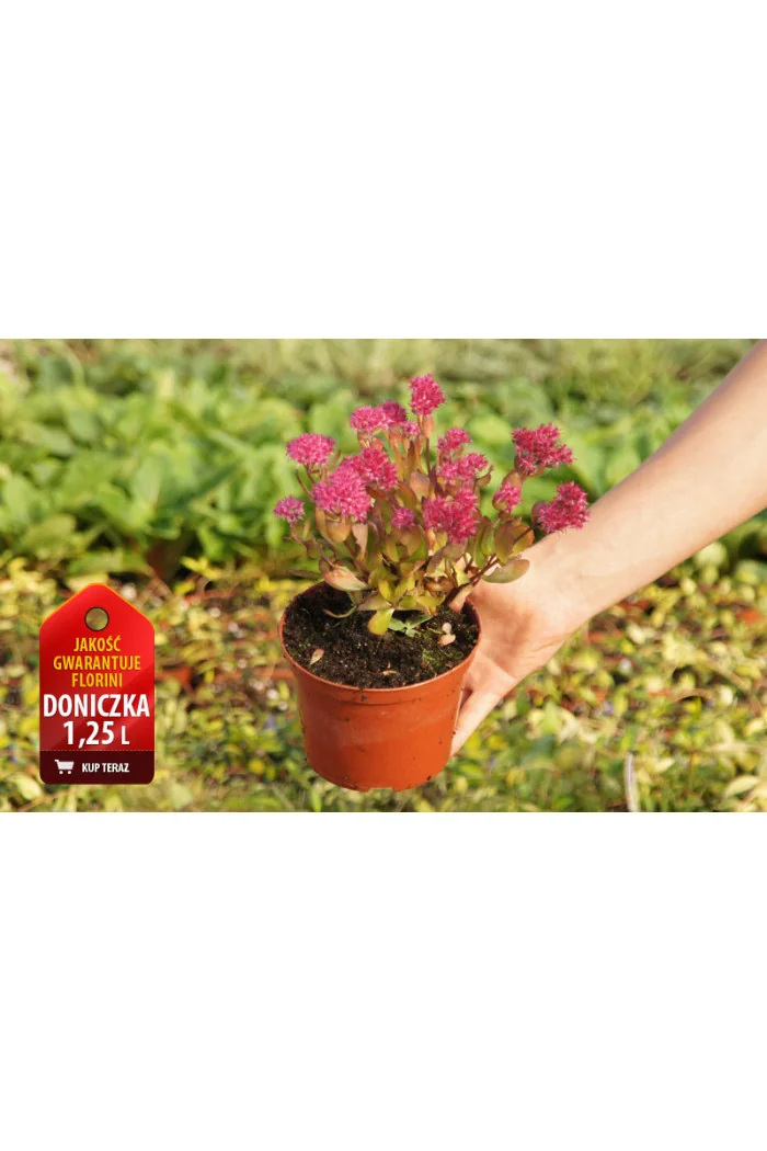 Rozchodnik 'Birthday Party' Sedum spectabile