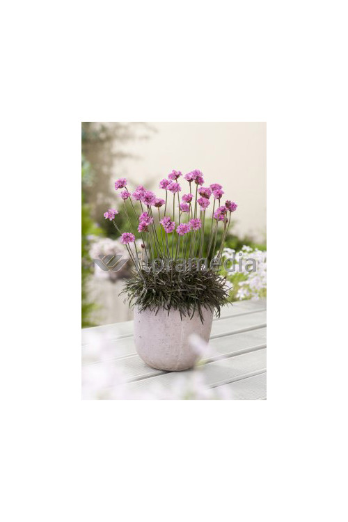 zawciąg, zawciąg Armanda White, armeria