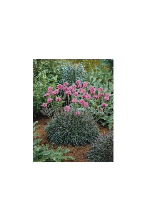 zawciąg, zawciąg Armanda White, armeria