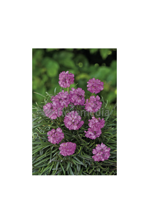 zawciąg, zawciąg Armanda White, armeria