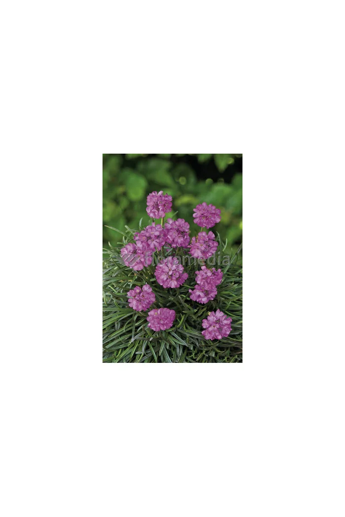 zawciąg, zawciąg Armanda White, armeria