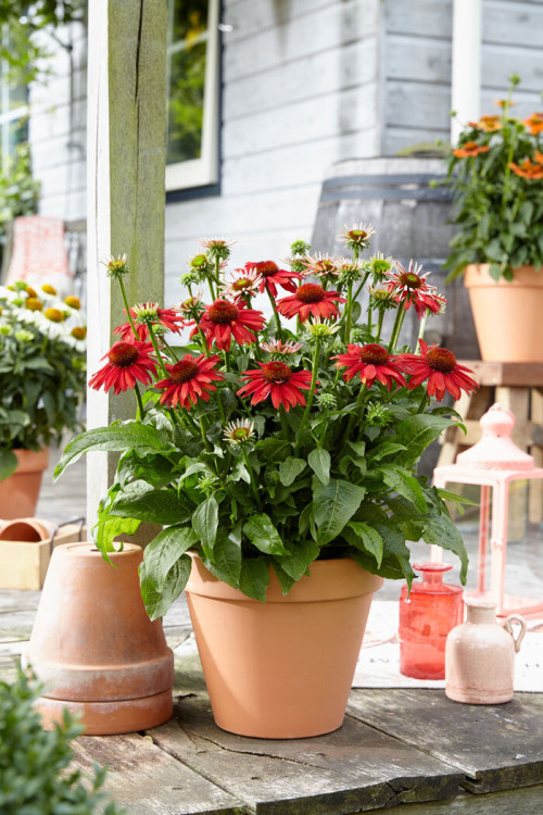 Jeżówka 'Sombrero Salsa Red' | Echinacea