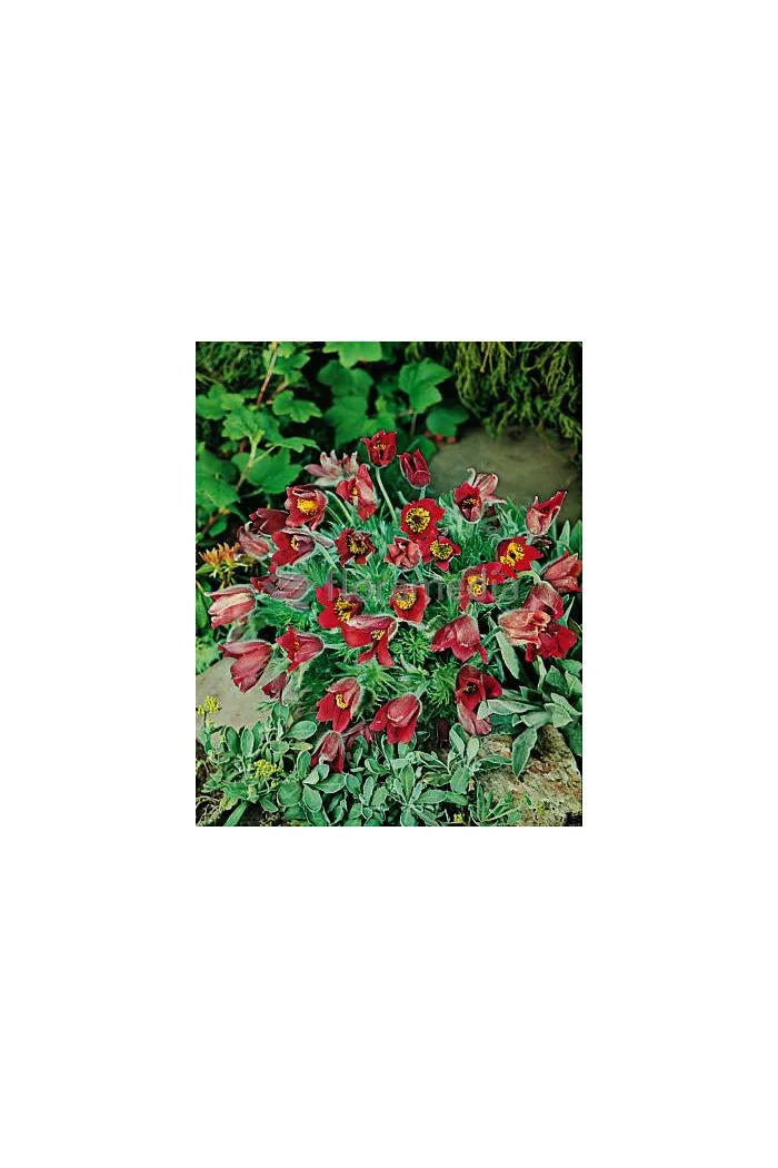 Sasanka 'Rubra' Pulsatilla vulgaris