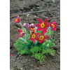 Sasanka 'Rubra' Pulsatilla vulgaris