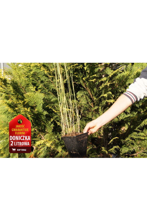 Proso rózgowate 'Heavy Metal' | Panicum virgatum