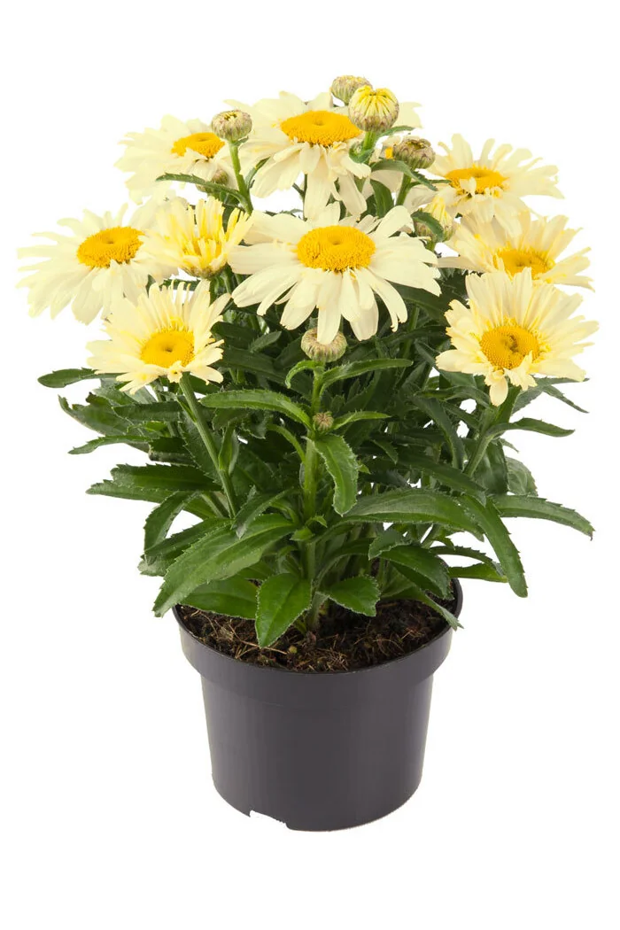 Złocień Ooh La Lacrème | Leucanthemum x superbum