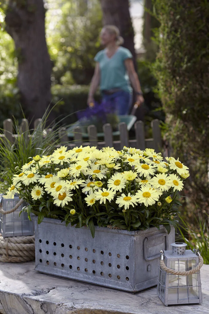 Złocień Ooh La Lacrème | Leucanthemum x superbum