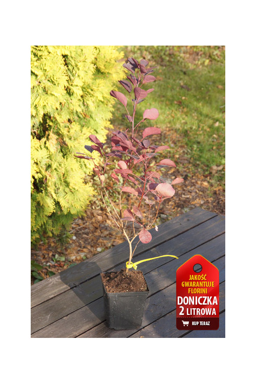Perukowiec podolski 'Royal Purple' Cotinus coggygria