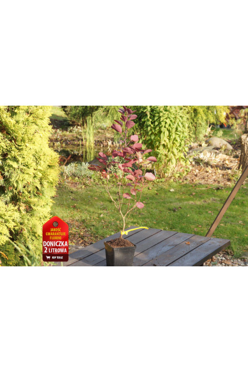 Perukowiec podolski 'Royal Purple' Cotinus coggygria