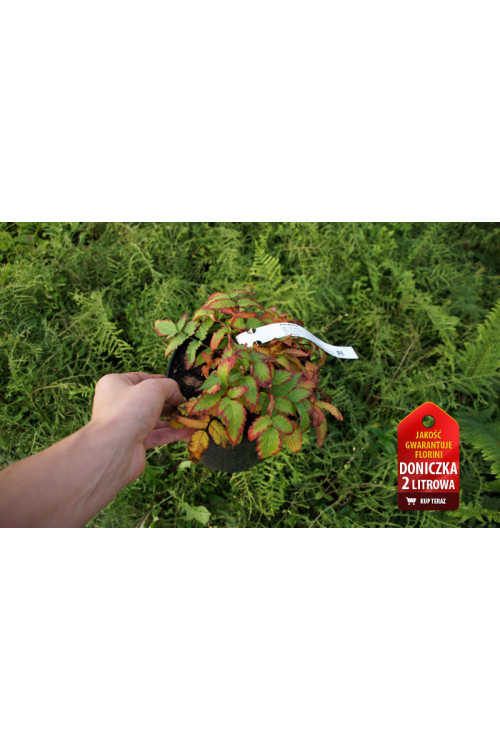 Malinotruskawka | Rubus illecebrosus