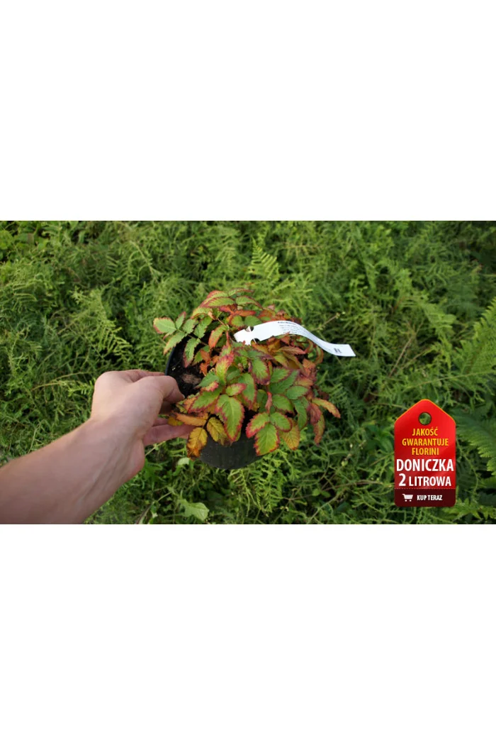 Malinotruskawka | Rubus illecebrosus