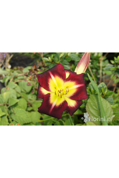 Liliowiec 'Night Beacon' Hemerocallis