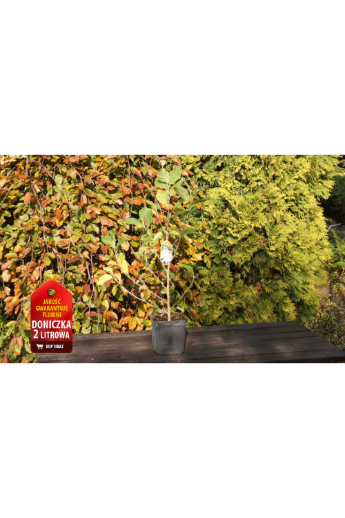 Magnolia gwiaździsta 'Royal Star' Magnolia stellata