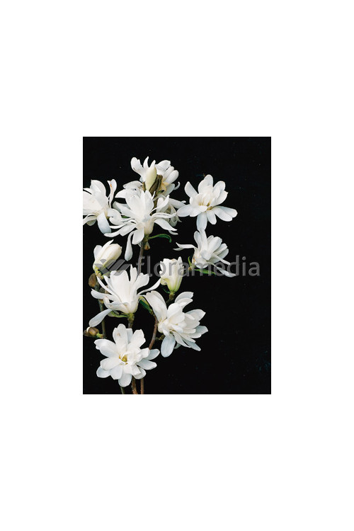 Magnolia gwiaździsta 'Royal Star' Magnolia stellata