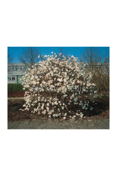 Magnolia gwiaździsta 'Royal Star' Magnolia stellata