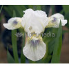 Kosaciec (Irys) niski 'Green Spot' Iris