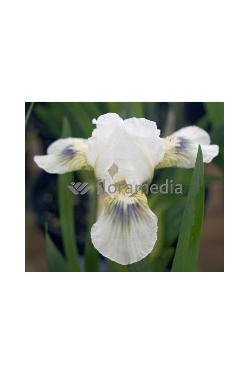 Kosaciec (Irys) niski 'Green Spot' Iris