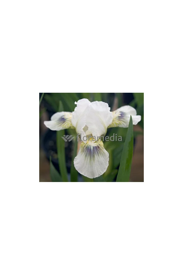 Kosaciec (Irys) niski 'Green Spot' Iris