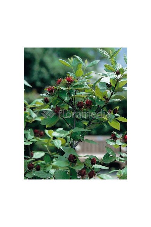 Kielichowiec wonny | Calycanthus floridus