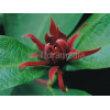 Kielichowiec wonny | Calycanthus floridus