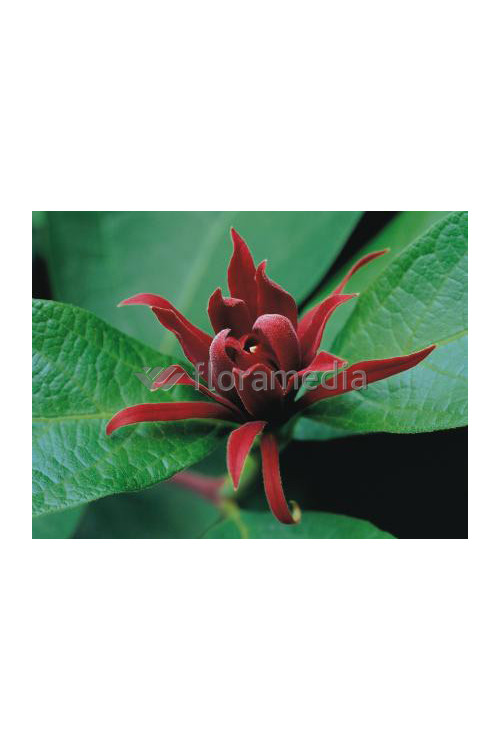 Kielichowiec wonny | Calycanthus floridus