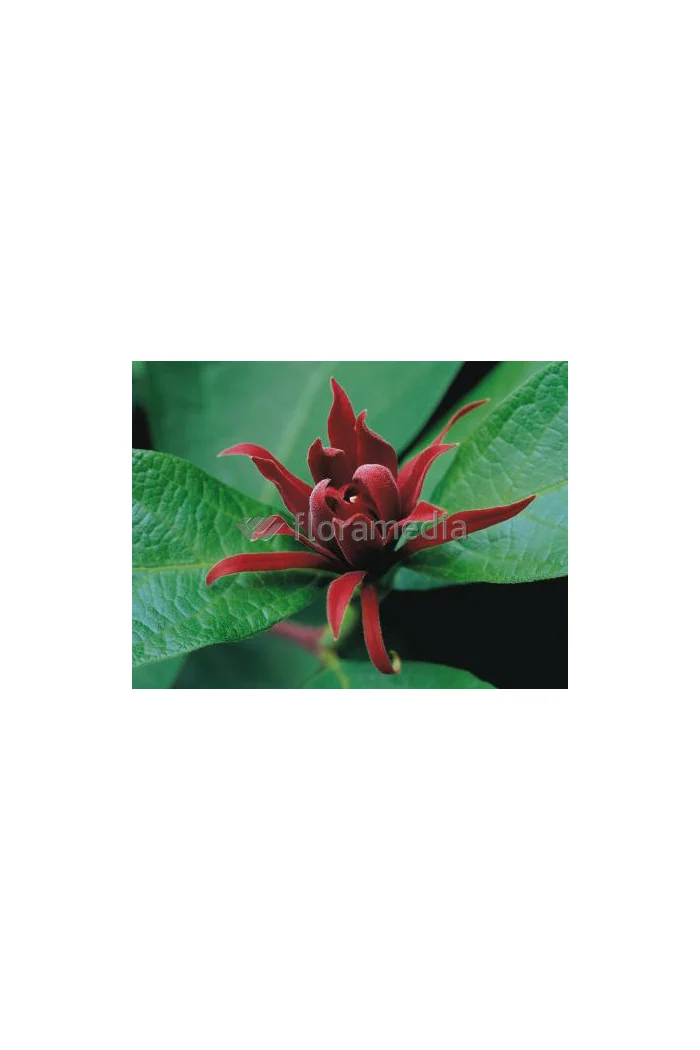 Kielichowiec wonny | Calycanthus floridus