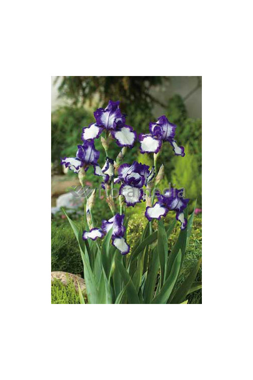 kosaciec, kosaciec amerykański, irys, iris, Kosaciec (Irys) amerykański Stepping Out, Niebieski Irys, niebieskie kwiaty, niebies