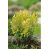 Berberys Thunberga 'Golden Rocket' | Berberis thunbergii