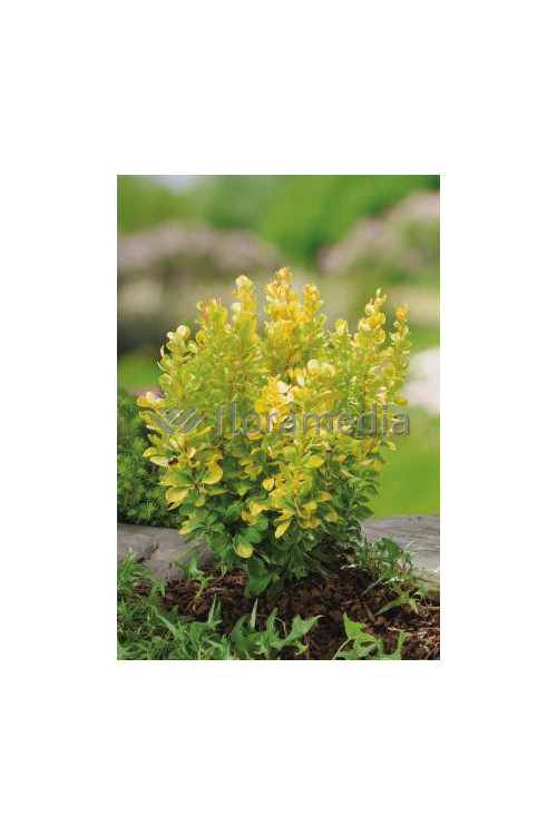Berberys Thunberga 'Golden Rocket' | Berberis thunbergii