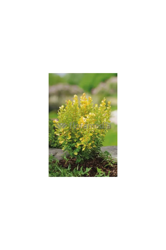Berberys Thunberga 'Golden Rocket' | Berberis thunbergii