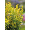 Berberys Thunberga 'Golden Rocket' | Berberis thunbergii