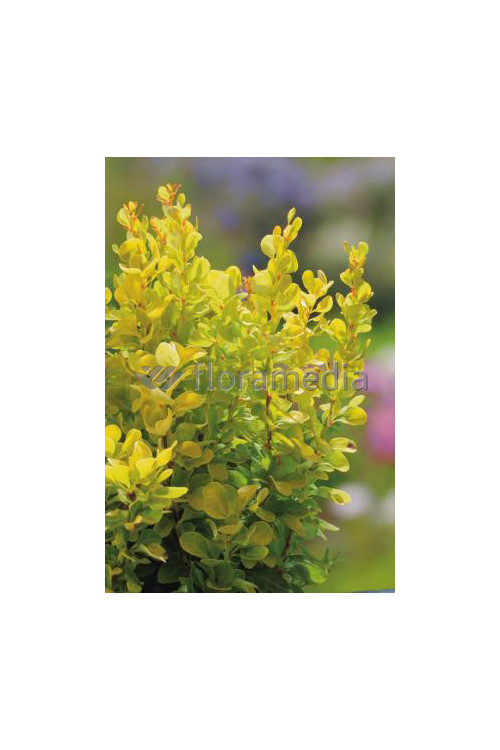 Berberys Thunberga 'Golden Rocket' | Berberis thunbergii