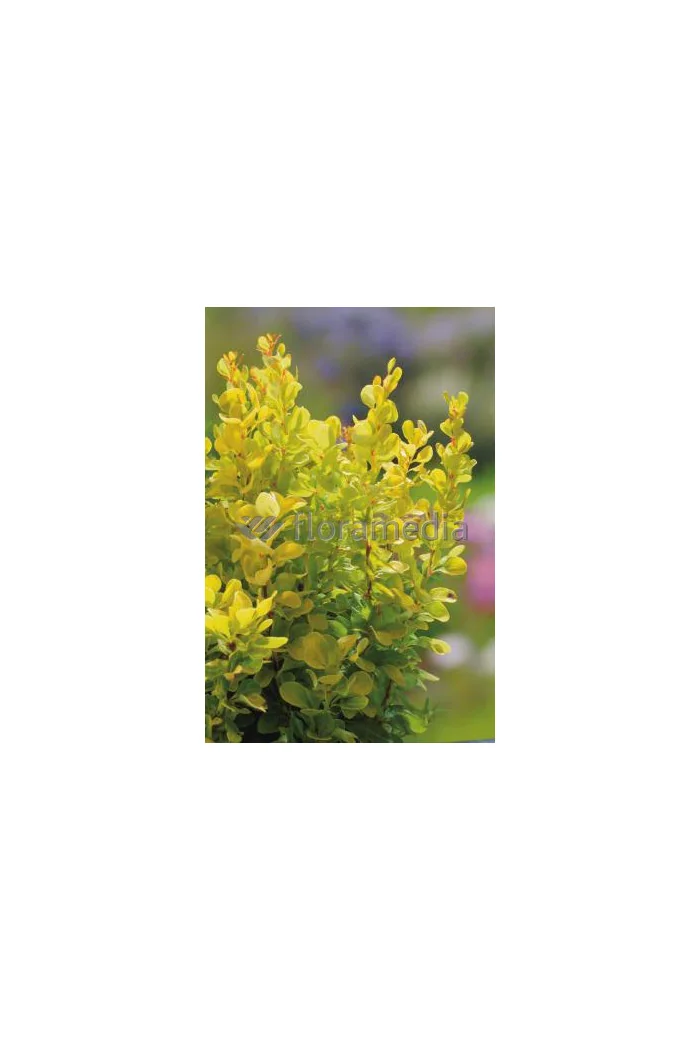 Berberys Thunberga 'Golden Rocket' | Berberis thunbergii