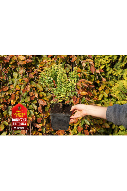 Berberys Thunberga 'Golden Rocket' | Berberis thunbergii