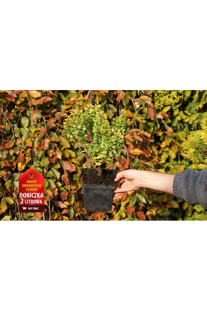 Berberys Thunberga 'Golden Rocket' | Berberis thunbergii