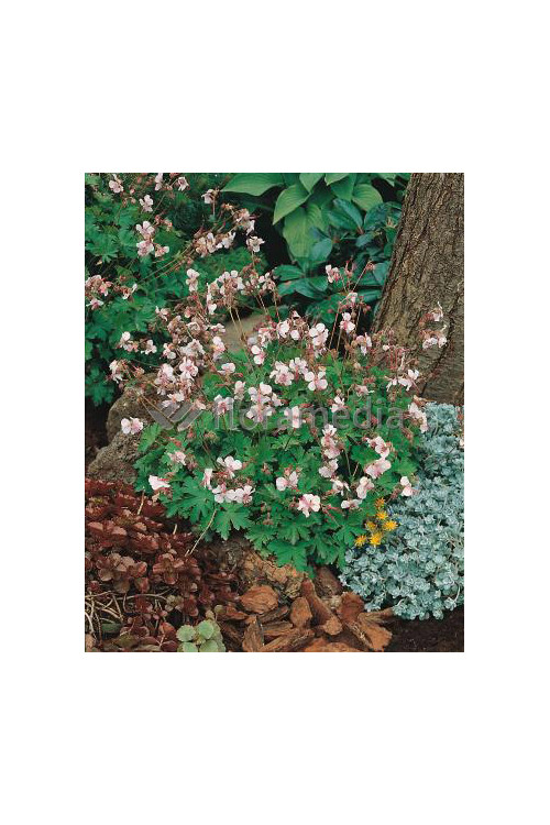 Bodziszek korzeniasty 'Spessart' Geranium macrorrhizum