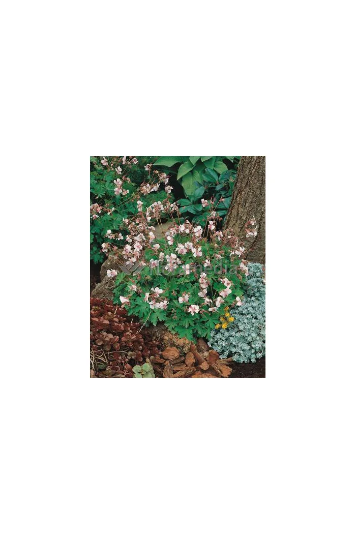 Bodziszek korzeniasty 'Spessart' Geranium macrorrhizum