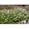 Bodziszek korzeniasty 'Spessart' Geranium macrorrhizum