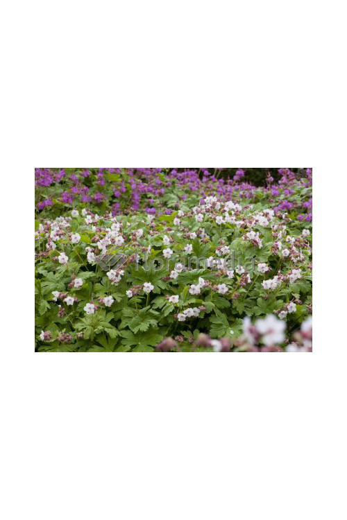 Bodziszek korzeniasty 'Spessart' Geranium macrorrhizum