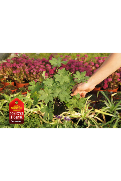 Bodziszek korzeniasty 'Spessart' Geranium macrorrhizum
