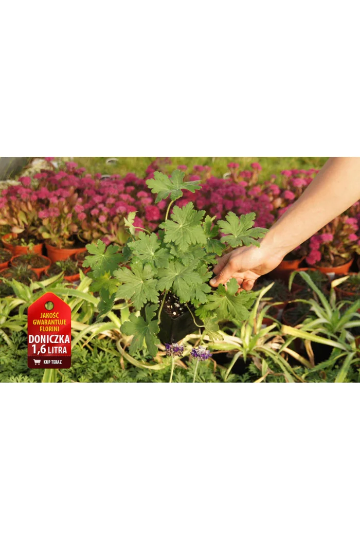 Bodziszek korzeniasty 'Spessart' Geranium macrorrhizum